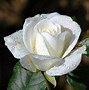 Image result for White Rose I Love You