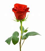 Image result for Wet Single Stem Red Rose