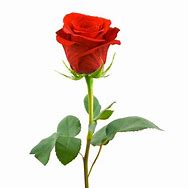 Image result for Red Rose Curled Stem