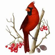 Image result for Bird On Branch Graphic