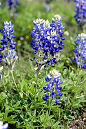 Image result for Bluebonnet Flower Coloring Page