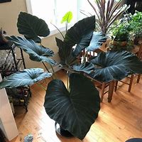 Image result for Alocasia Green Shield