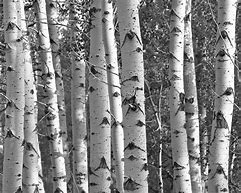 Image result for Fall Birch Trees Pillow