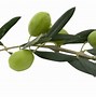 Image result for Olive Branch Fresh Cut