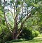 Image result for Big Leaf Maple Full Tree