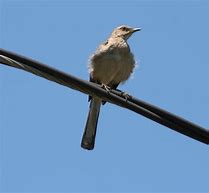 Image result for Bird Holding Branch