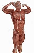 Image result for Human Body No Skin