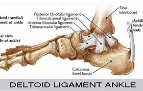 Image result for Deltoid Ligament Ankle