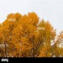 Image result for Halloween Pine Tree