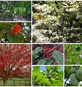 Image result for Skini Trees in Florida