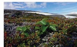 Image result for Young Birch Leaf