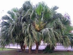 Image result for Chinese Fan Palm