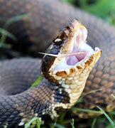 Image result for Snakes of NC