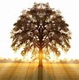 Image result for Tree of Life Window