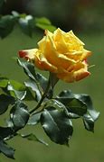 Image result for Green and Yellow Roses