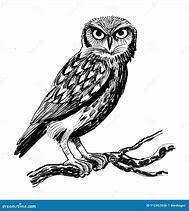 Image result for Owl On Tree Branch