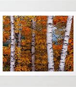 Image result for Birch Tree Prints