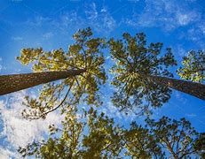 Image result for Large Landscape Trees of Florida