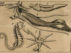 Image result for Scary Prehistoric Sea Creatures