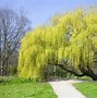 Image result for Willow Tree Branch