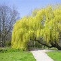 Image result for Weeping Willow Tree Trinidad