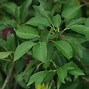 Image result for Prunus Cerasifera