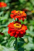 Image result for Brown Flowers in Japan