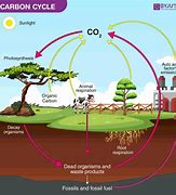 Image result for Carbon Cycle Diagram Biology