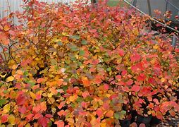 Image result for Flowering Trees and Shrubs