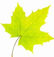 Image result for Small Leave Green Maple