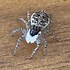 Image result for Halloween White Spider Cut Out