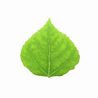 Image result for Aspen Leaf Clip Art