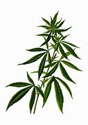 Image result for Weed Leaf Clip Art