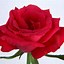 Image result for Most Beautiful Single Red Rose