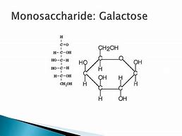 Image result for Galactose Monosaccharide