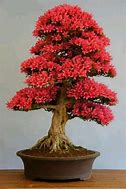 Image result for Bonsai Tree Plants