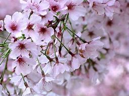 Image result for Potted Cherry Blossom Tree