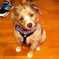 Image result for Mini Aussie Cocker Spaniel Mix