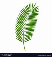 Image result for Palm Leaf Vector