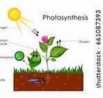 Image result for Circular Process Diagram Template