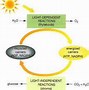 Image result for Light-Dependent Reaction