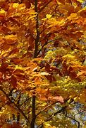 Image result for Tree Branch Coloring Page