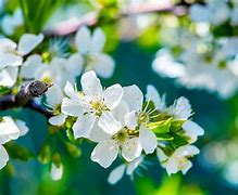 Image result for Beautiful Green Background