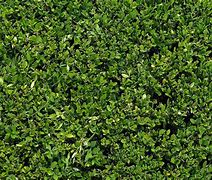 Image result for Bush Texture