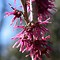 Image result for Witch Hazel Winter