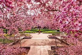 Image result for Cherry Blossoms in DC