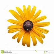 Image result for Black Eyed Susan Flower Clip Art