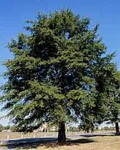 Image result for Willow Oak