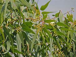 Image result for Eucalyptus Hedge