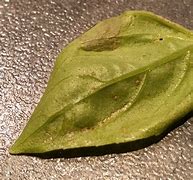 Image result for Scratch Art Leaf